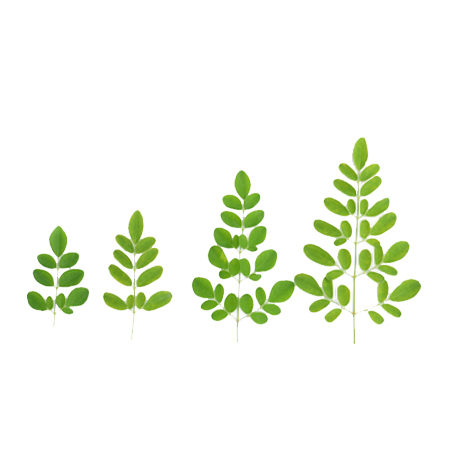 leaves-4-gkl-electric